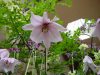 Show product details for Lilium mackliniae AGM